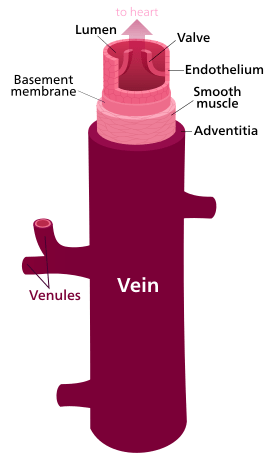 Différence entre la veine et la veine