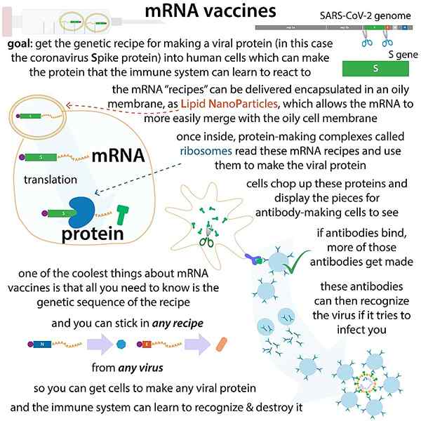 Différence entre les vaccins vectoriels viraux et l'ARNm