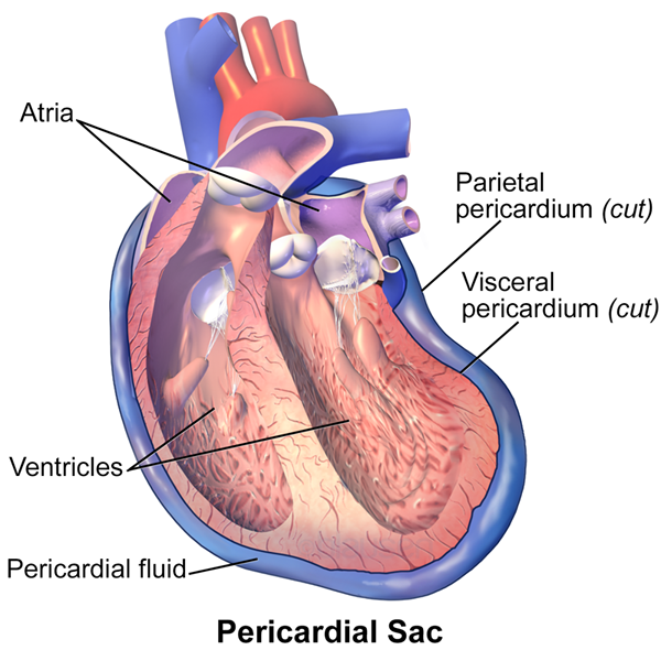 Diferencia entre el pericardio visceral y parietal