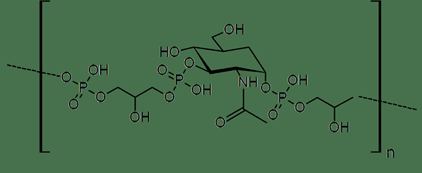 Différence entre l'acide téichoïque mural et l'acide lipoteichoïque
