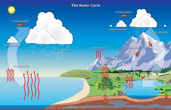 Différence entre le cycle de l'eau et le cycle de l'azote