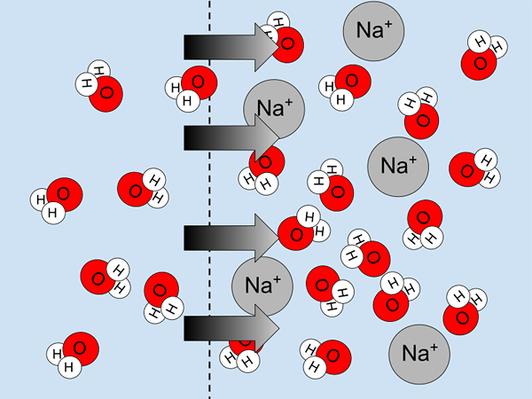 Différence entre le potentiel d'eau et le potentiel osmotique