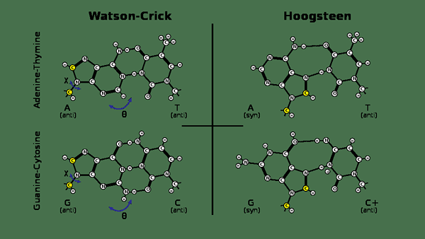 Diferencia entre Watson y Crick y Hoogsteen Pareing Base