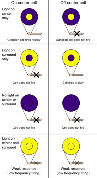 Diferencia entre los campos receptivos de células ganglionares x e y