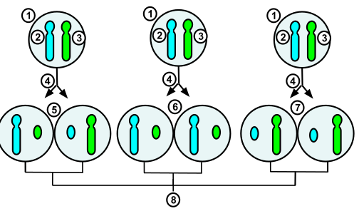 Différence entre l'inactivation X et l'empreinte génomique