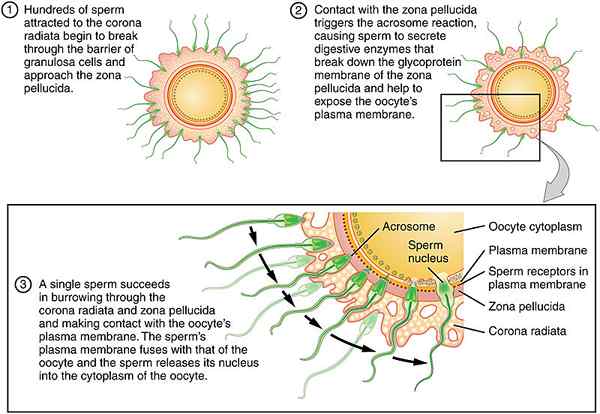 Diferencia entre Zona Pellucida y Corona radiata