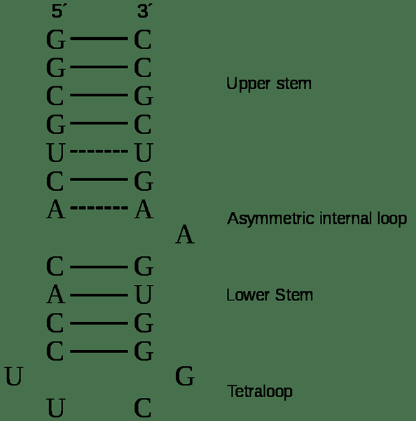 Quelle est la différence entre l'ARNr 16s et 18S