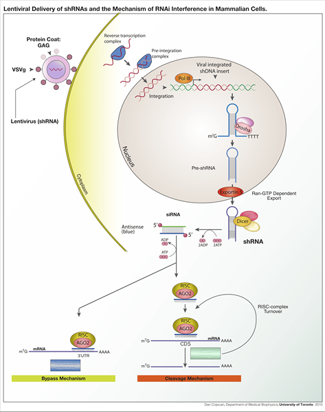 Quelle est la différence entre AAV et lentivirus