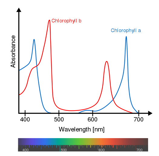 ¿Cuál es la diferencia entre el espectro de acción y el espectro de absorción?