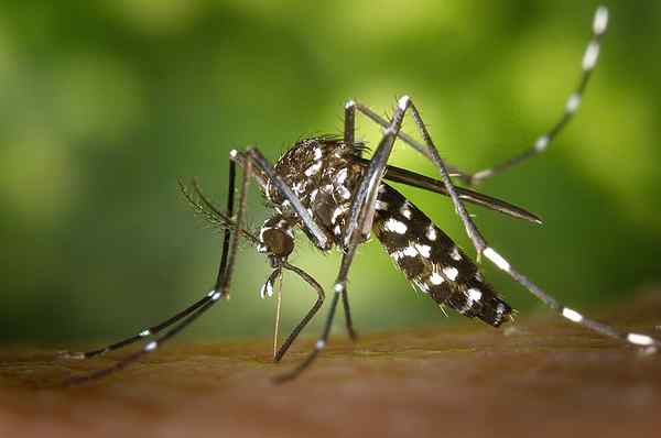 ¿Cuál es la diferencia entre Aedes aegypti y Albopictus?