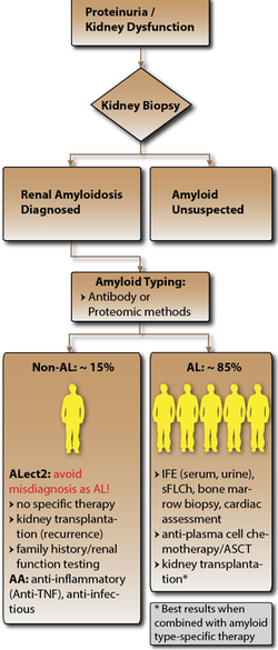 Was ist der Unterschied zwischen Albuminurie und Proteinurie