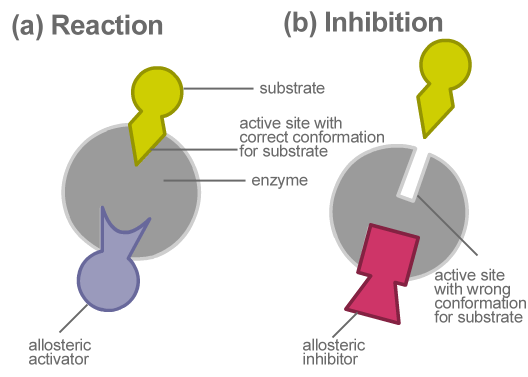 Was ist der Unterschied zwischen allosterischen und nichtalosterischen Enzymen