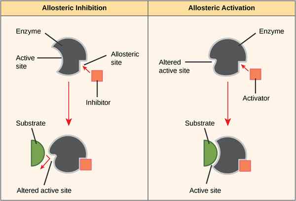 ¿Cuál es la diferencia entre el sitio alostérico y el sitio activo?