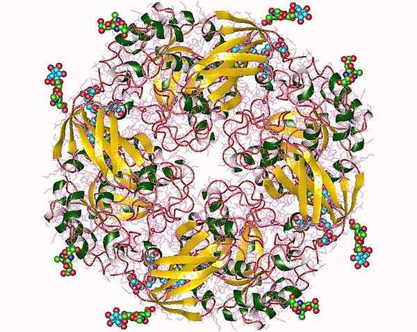 Was ist der Unterschied zwischen Alpha und Beta Galactosidase