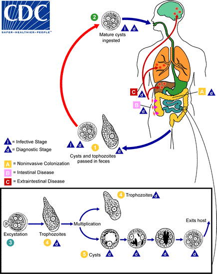 ¿Cuál es la diferencia entre el absceso de hígado amólico y piógeno?