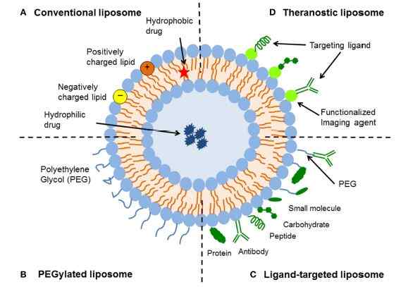 Was ist der Unterschied zwischen Amphotericin B und liposomalem Amphotericin B