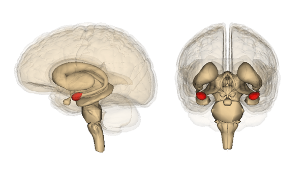 Apa perbedaan antara amigdala dan korteks prefrontal