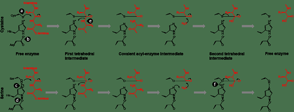 Quelle est la différence entre les enzymes protéolytiques et lipolytiques amylolytiques