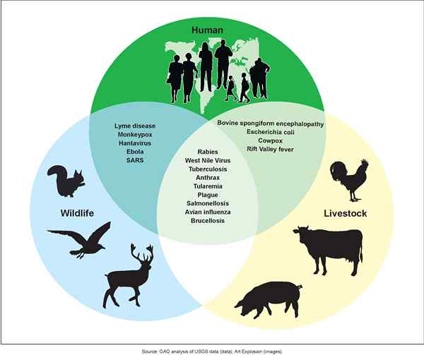 ¿Cuál es la diferencia entre las antroponosas sapronos y zoonosis?