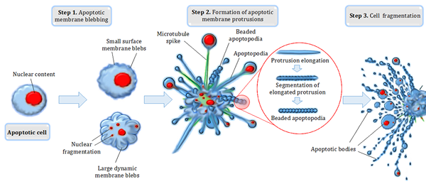 Quelle est la différence entre l'apoptose et la mort cellulaire programmée