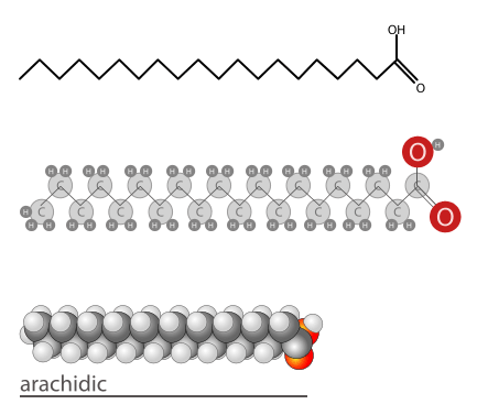 Apa perbedaan antara asam arachidic dan asam arakidonat
