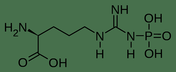 Quelle est la différence entre l'arginine et l'aakg