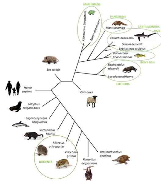 Quelle est la différence entre le système de classification naturel et phylogénétique artificiel