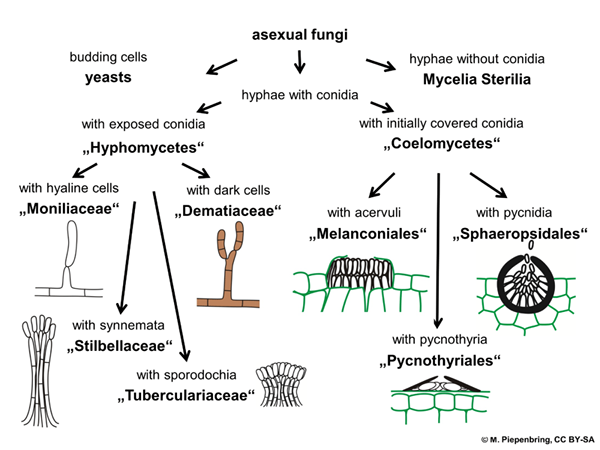 ¿Cuál es la diferencia entre Ascomycota y Deuteromycota?