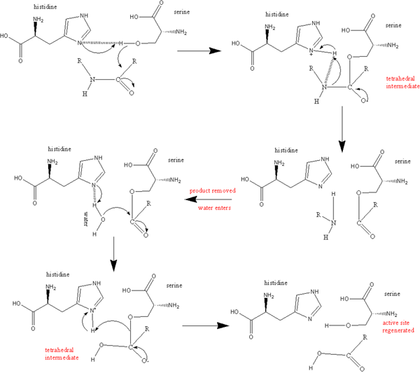Apakah perbezaan antara aspartil sistein dan protease serine