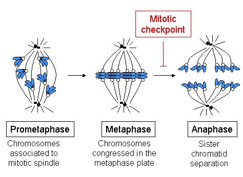 Apa perbedaan antara aster dan serat spindel