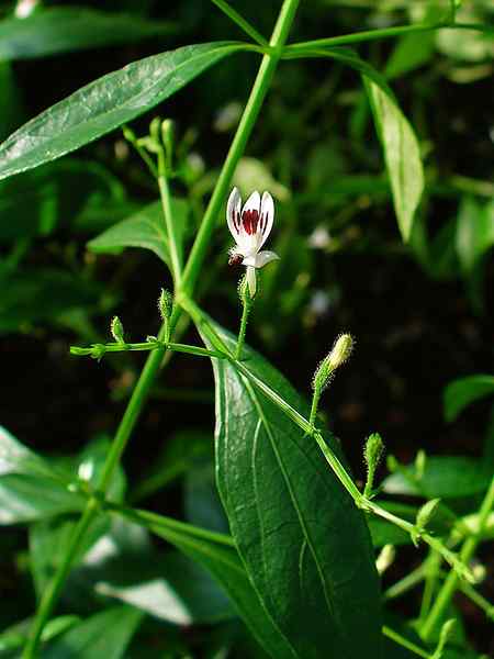 ¿Cuál es la diferencia entre Astragalus y Andrographis?