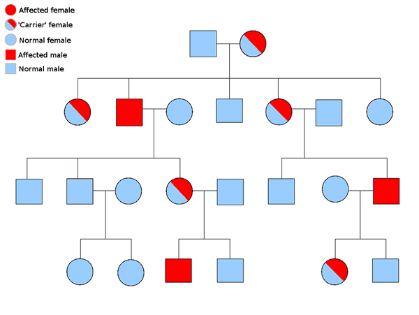 ¿Cuál es la diferencia entre autosómico y pedigrí ligado a X