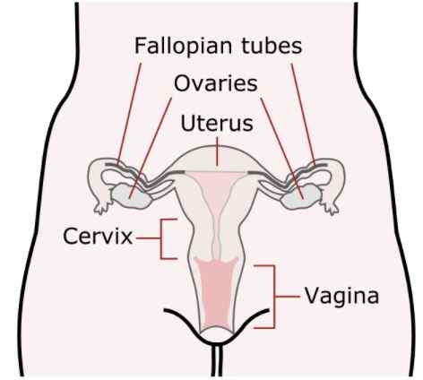 ¿Cuál es la diferencia entre el sistema reproductivo aviar y los mamíferos?