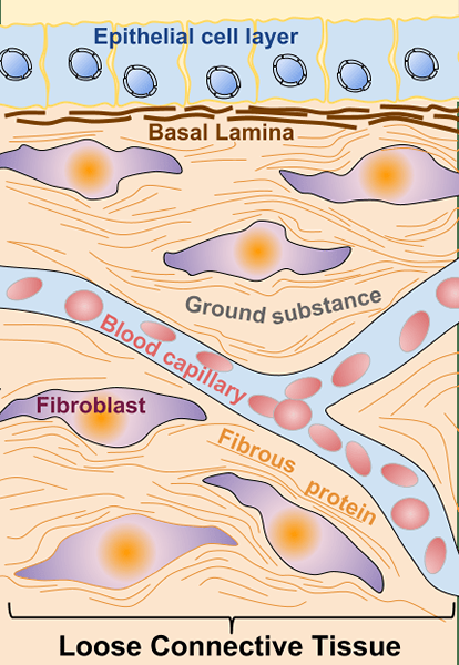 Apakah perbezaan antara lamina basal dan membran bawah tanah