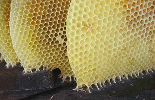Apakah perbezaan antara lebah dan propolis