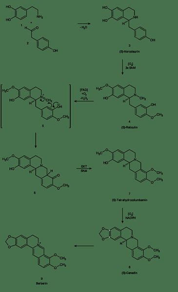 Apakah perbezaan antara Berberine dan Berberine HCL