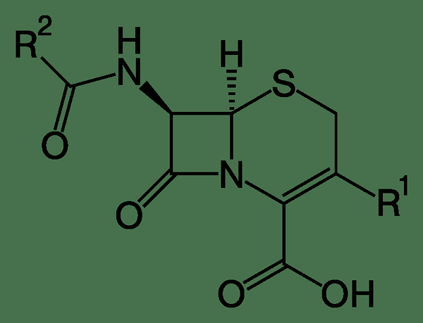 Apa perbedaan antara beta lactam dan cephalosporin