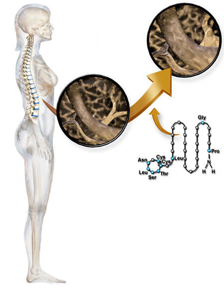 Quelle est la différence entre la calcitonine et l'hormone parathyroïdienne