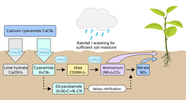 Quelle est la différence entre le cyanure de calcium et le cyanamide de calcium