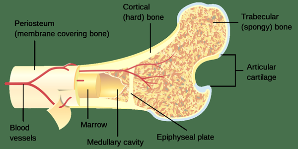 ¿Cuál es la diferencia entre hueso esponjoso y cortical?