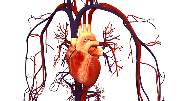 Was ist der Unterschied zwischen kardiovaskulärem System und Lymphsystem