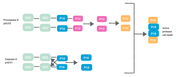 Apa perbedaan antara caspase dan procaspase