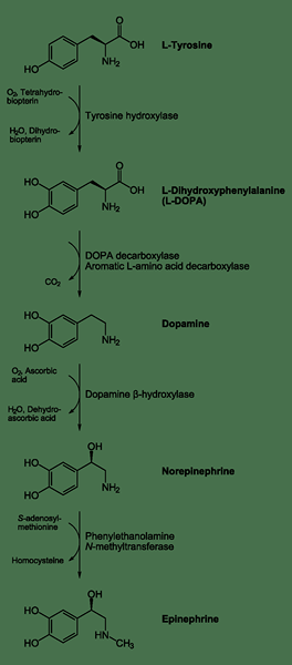 ¿Cuál es la diferencia entre las catecolaminas y la acetilcolina?