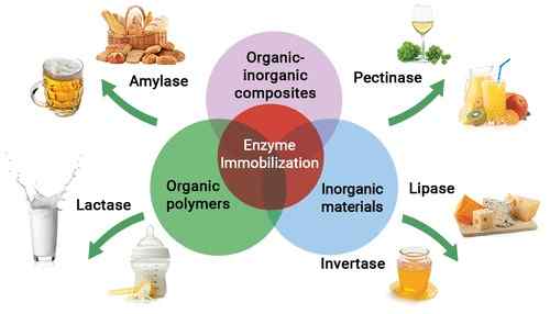 Apa perbedaan antara imobilisasi sel dan imobilisasi enzim