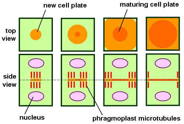 Quelle est la différence entre la plaque cellulaire et le sillon de clivage