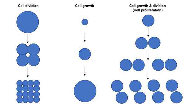 Apakah perbezaan antara daya maju sel dan percambahan sel