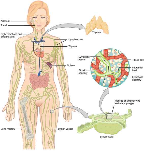 Was ist der Unterschied zwischen zentralen und peripheren lymphoiden Organen