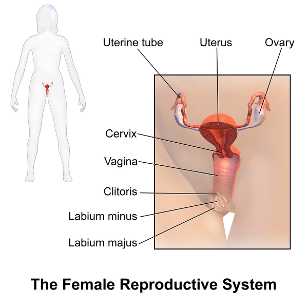 ¿Cuál es la diferencia entre el ectropión cervical y la endometriosis?