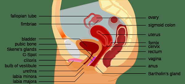 Quelle est la différence entre le mucus cervical et le liquide d'excitation