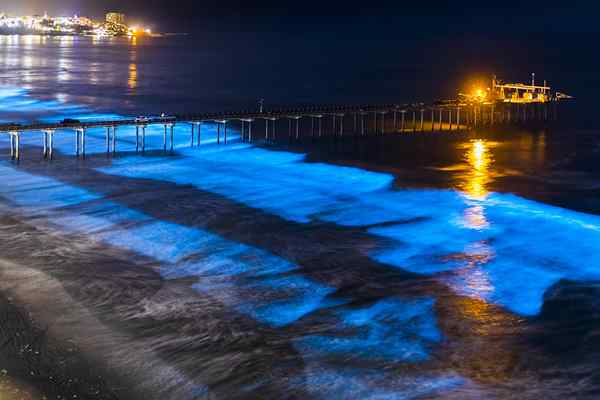 Apakah perbezaan antara chemiluminescence dan bioluminescence